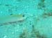 goby