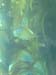 kelp