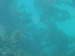 kelp2