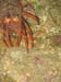 lobster1