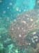 seafan