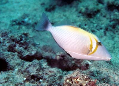 Hogfish