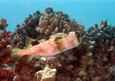 PorcupineFish