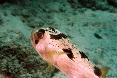 PorcupineFish2