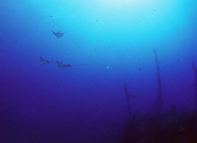 RaysOffMahi