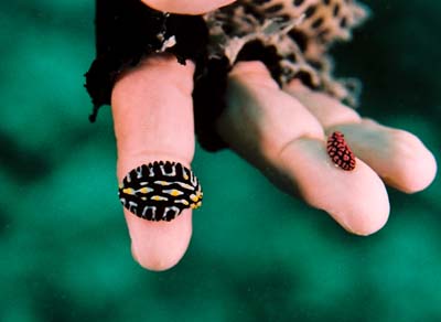 TinyCreatures