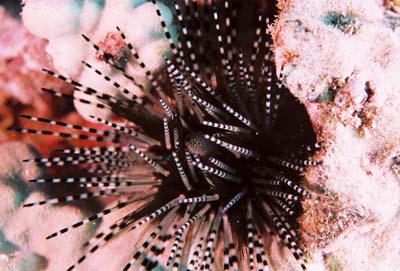 Urchin