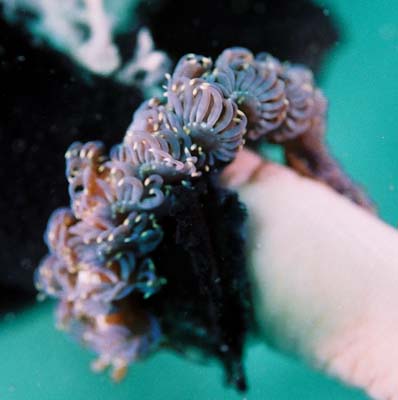 nudibranch