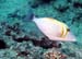 Hogfish