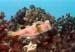 PorcupineFish