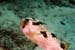 PorcupineFish2