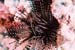 Urchin