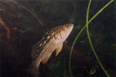 fish1