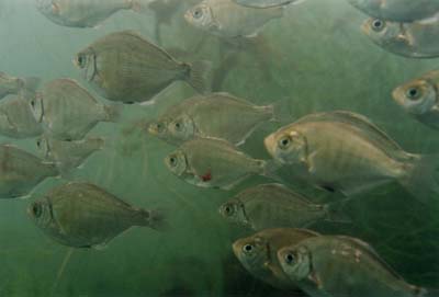 fishes2