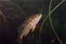 fish1