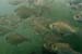 fishes2