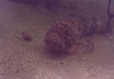 Sculpin