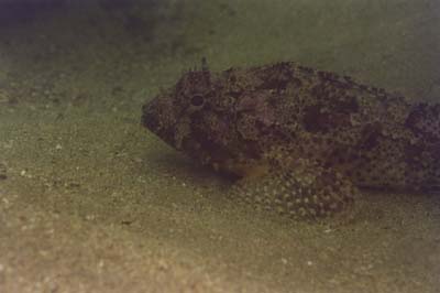 SculpinSide