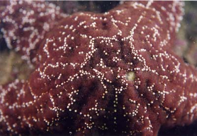 StarfishMacro