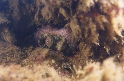 octopus