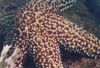 starfish2
