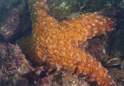 starfish3