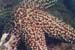 starfish2