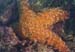 starfish3