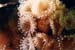 Anemone