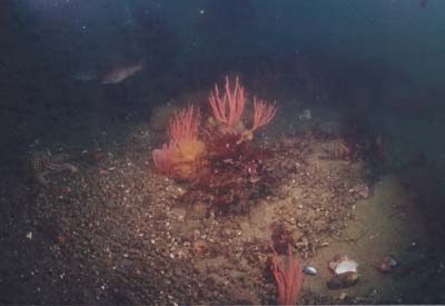 CORAL